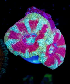 Wysiwyg Candy Cane Acan Frag [F14]
