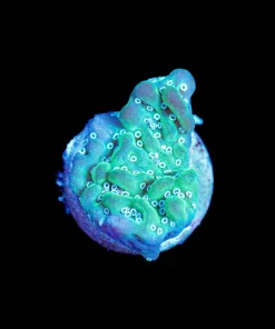 Wysiwyg Montipora Undata Frag [F140]