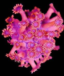 Wysiwyg Flowerpot Coral Frag [F141]