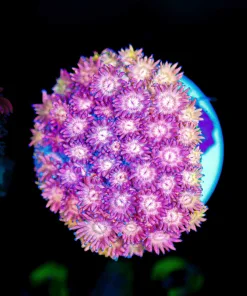 Wysiwyg Small Rainbow FLowerpot Frag [F143]