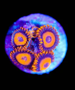 Wysiwyg Small Orange Oxides [F143]