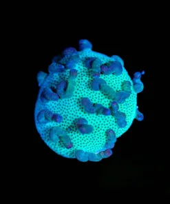 Wysiwyg Leather Coral [F145]