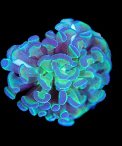 Wysiwyg Hammer Coral Frag [F146]