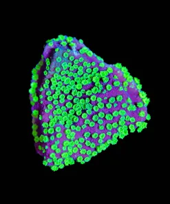 Wysiwyg Unique Purple Green Polyp Montipora [F147]