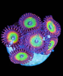 Wysiwyg Ultra Candy Apple Zoanthid [F147]