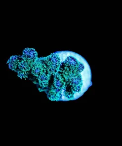 Wysiwyg Pocillipora Frag [F148]