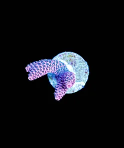 Wysiwyg Acropora Millepora [F150]