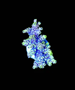 Wysiwyg Ultra Acropora Frag [F151]