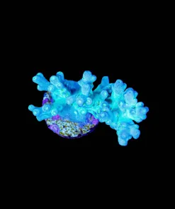 Wysiwyg Deepwater Acropora [F152]