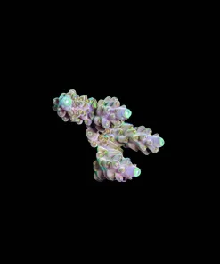 Wysiwyg Large Yellow Acropora Frag [F153]