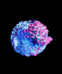 Wysiwyg Strawberry Shortcake Acropora Small Frag [F154]