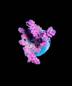 Wysiwyg Large Tropic Thunder Acropora [F155]