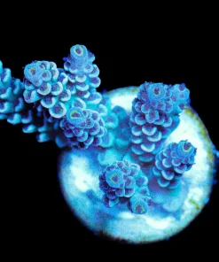 Wysiwyg Acropora Tenuis Frag [F157]