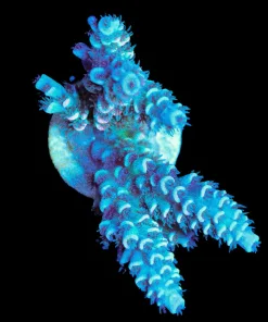 Wysiwyg Fuzzy Acropora Tenuis Frag [F159]