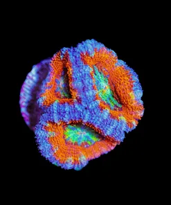 Wysiwyg Tri Color Acan Frag [F16]