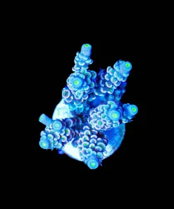 Wysiwyg Rainbow Tenuis Acropora [F161] *Free Shipping ! No Minimum Livestock Spend*