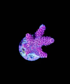 Wysiwyg Acropora Bubblegum Frag [F162]