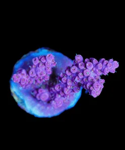 Wysiwyg Pink Orchid Acropora Frag [F164]