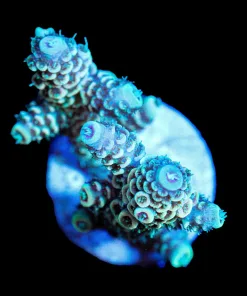 Wysiwyg Acropora Millepora Frag [F164]