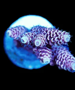 Wysiwyg Acropora Millepora Frag [F165]
