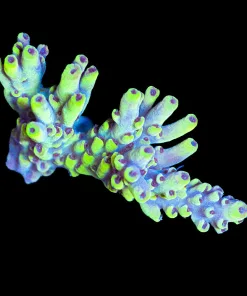 Wysiwyg Scorption Acropora Frag [F166]