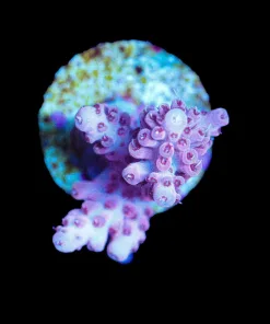 Wysiwyg Pink Acropora Frag [F167]