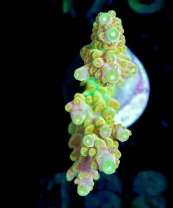 Wysiwyg Massive Golden Budha Acropora Frag [F168] *Free Shipping ! No Minimum Livestock Spend*