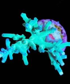 Wysiwyg Large ORA Hawkins Enchinata Frag [F168] *Free Shipping ! No Minimum Livestock Spend*