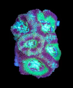 Wysiwyg Unique Acan Frag [F17]