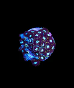 Wysiwyg Black Zoa Frag [F17]
