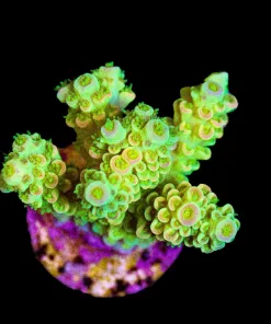 Wysiwyg Golden Tarantula Frag [F170] *Free Shipping ! No Minimum Livestock Spend*