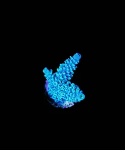 Wysiwyg Blue Jedi Hoeksemai Frag [F172]