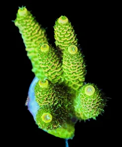 Wysiwyg Sunset Millepora Frag [F172]