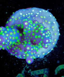 Wysiwyg Bonsai Acropora Frag [F173]