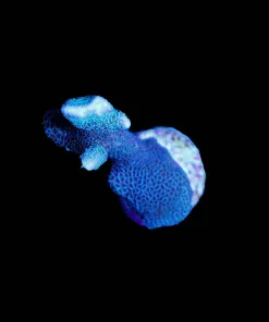Wysiwyg Blue Montipora Digitata [F175]