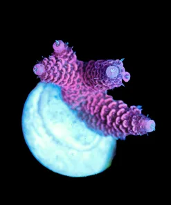 Wysiwyg Acropora Millepora Farg [F177]