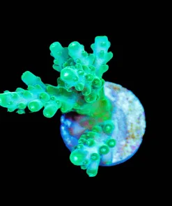 Wysiwyg Green Dragon Tortusa [F177]