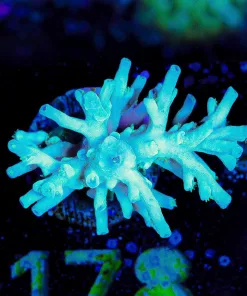 Wysiwyg Ice Fire Enchinata Frag [F178]