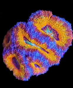 Wysiwyg Orange Tiger Acan Frag [F18]