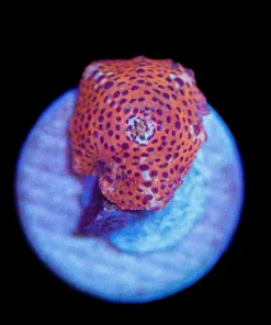 Wysiwyg Small Mushroom Frag [F18]