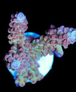 Wysiwyg Large Acropora Frag [F180]
