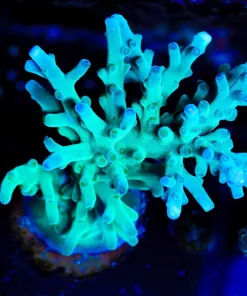 Wysiwyg Massive ORA Hawkins Enchinata Frag [F181] *Free Shipping ! No Minimum Livestock Spend*