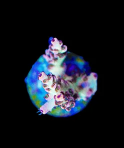 Wysiwyg Red VIpet Acropora Frag [F183]
