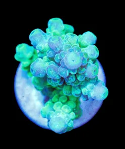 Wysiwyg Green Tortusa Frag [F186]