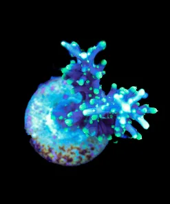 Wysiwyg Large Purple Dragon Frag [F187]