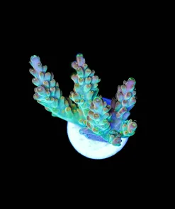 Wysiwyg Large Acropora Frag [F188]