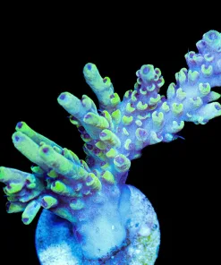 Wysiwyg Wolverine Frag [F189]
