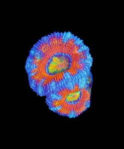 Wysiwyg Tri Color Acan Frag [F19]