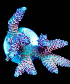 Wysiwyg Orange Sunset Millepora Frag | Large [F190]
