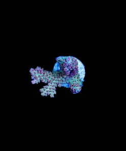 Wysiwyg Acropora Frag [F190]
